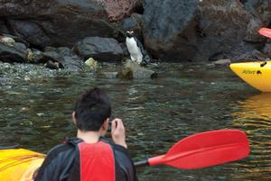 Getting up close to the wildlife in Milford Sound with Southern Discoveries.
